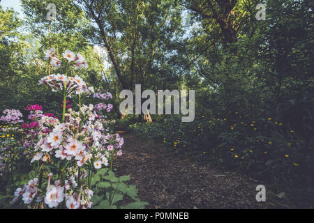 Japanische Primel (Primula japonica) entlang eines Lehrpfades in Ringwood State Park, NJ in Stellung vintage Stockfoto