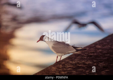 Weiße Möwe sitzt auf einem Stein Pier vor dem Hintergrund einer Reflexion im Wasser von Sonnenstrahlen bei Sonnenuntergang Stockfoto