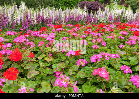 Yangzhou, Jiangsu, China. Geranien und Fingerhut in den Schmalen West Lake Park Garten. Stockfoto