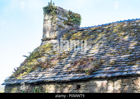Moos und Flechten auf einem alten Schieferdach Stockfoto
