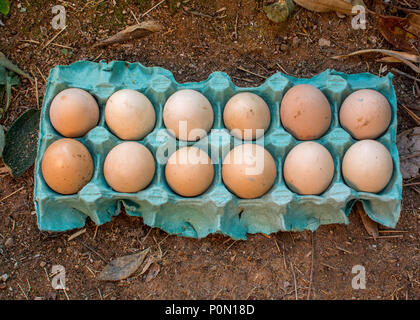 Ein Dutzend ungewaschene huhn eier im offenen Karton blau Cartoon auf dem Schmutz der Ansicht von oben Stockfoto