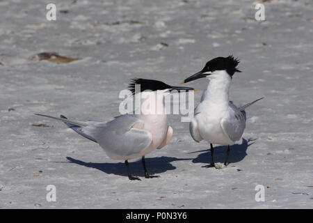 Sandwich Seeschwalben am Strand von Fort De Soto State Park, Florida. Stockfoto