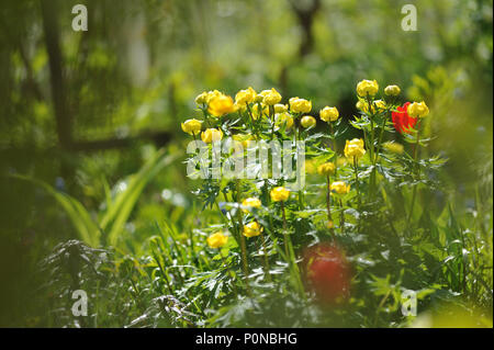 Globeflowers auf grünen Blumenbeet Stockfoto