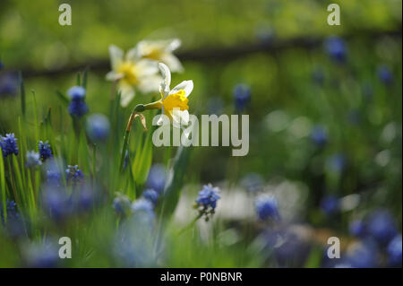 Narzisse auf dem Beet in Anfang Sommer Stockfoto