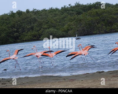 Flamingos, die in der Natur Stockfoto