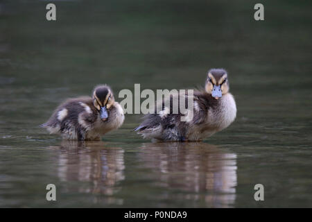 Ein Paar der netten Stockente Entenküken im seichten Wasser in der Nähe der Kante von einem Teich ruhen. Stockfoto