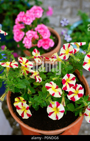 Topfpflanzen Sommer Pflanzen, Petunien und Geranien. Stockfoto