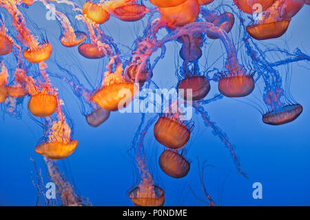 Atemberaubend schöne Meer Brennessel Quallen im Monterey Bay Aquarium im kalifornischen Monterey Halbinsel. Stockfoto