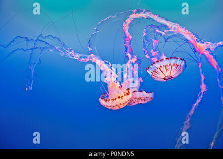 Atemberaubend schöne Meer Brennessel Quallen im Monterey Bay Aquarium im kalifornischen Monterey Halbinsel. Stockfoto