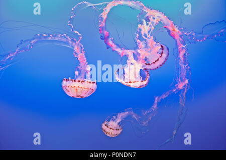 Atemberaubend schöne Meer Brennessel Quallen im Monterey Bay Aquarium im kalifornischen Monterey Halbinsel. Stockfoto