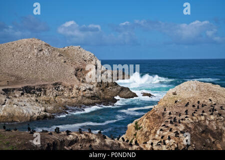 Viele Arten von Vögel einschließlich der schwarzen Kormorane nisten auf Bird Island im Point Lobos State Naturpark auf der kalifornischen Monterey Halbinsel. Stockfoto