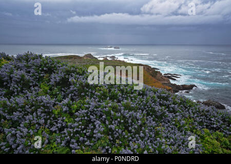 Kalifornien Flieder blüht im Garrapata State Park im Frühling Sturm Kalifornien Big Sur Küste nähert. Stockfoto