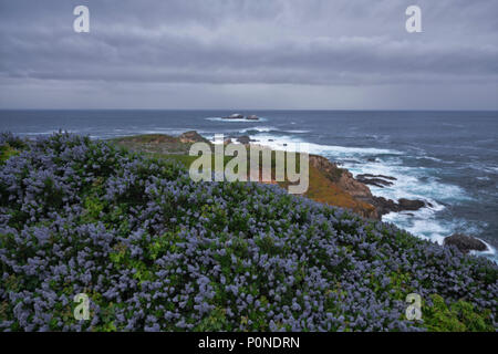 Kalifornien Flieder blüht im Garrapata State Park im Frühling Sturm Kalifornien Big Sur Küste nähert. Stockfoto