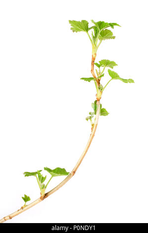 Schwarze Johannisbeere (Ribes nigrum) Niederlassung im Frühjahr. Auf weissem Hintergrund. Stockfoto