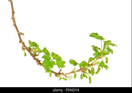 Schwarze Johannisbeere (Ribes nigrum) Niederlassung im Frühjahr. Auf weissem Hintergrund. Stockfoto