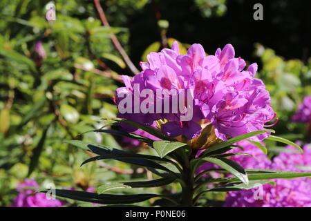 Rosa Rhododendron in voller Blüte auf Bush in formalen Garten Stockfoto