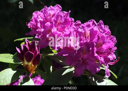 Rosa Rhododendron in voller Blüte auf Bush in formalen Garten Stockfoto