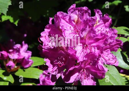 Rosa Rhododendron in voller Blüte auf Bush in formalen Garten Stockfoto