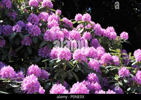 Rosa Rhododendron in voller Blüte auf Bush in formalen Garten Stockfoto