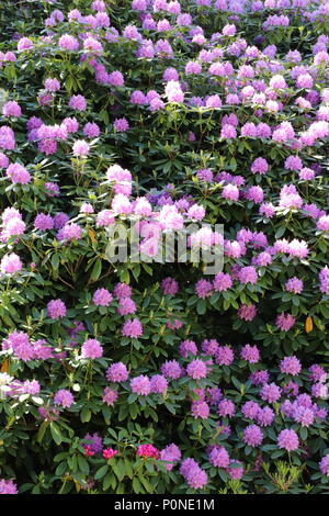 Rosa Rhododendron in voller Blüte auf Bush in formalen Garten Stockfoto