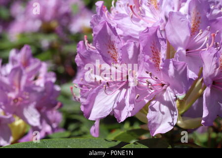 Rosa Rhododendron in voller Blüte auf Bush in formalen Garten Stockfoto