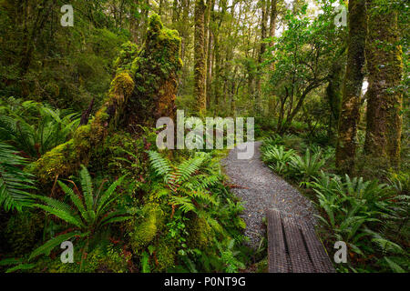 Anschluss am Lake Marian fallen in den Fiordland National Park, Milford Sound, Neuseeland Stockfoto