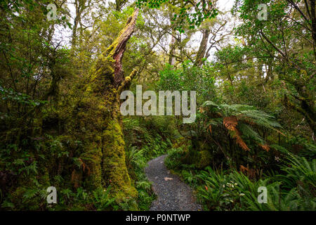 Anschluss am Lake Marian fallen in den Fiordland National Park, Milford Sound, Neuseeland Stockfoto