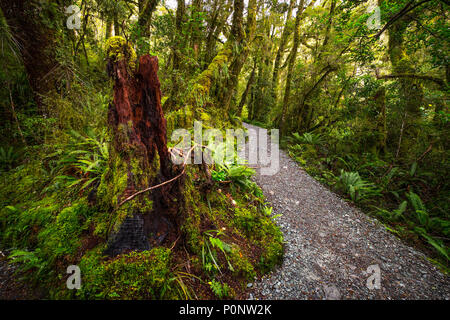 Anschluss am Lake Marian fallen in den Fiordland National Park, Milford Sound, Neuseeland Stockfoto