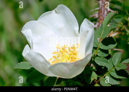 Burnett Rose (rosa Pimpinellifolia), Nahaufnahme, wie eine einzelne Blume mit Blättern und Stammzellen im Hintergrund. Stockfoto