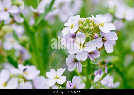 Meer-Rakete (cakile maritima), die auf eine einzelne Blume Leiter in der Nähe von vielen. Stockfoto