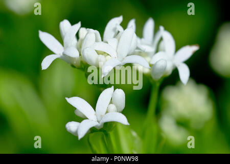 Waldmeister oder süß Waldmeister (galium Odoratum), in der Nähe einer Gruppe der winzigen Blüten. Stockfoto