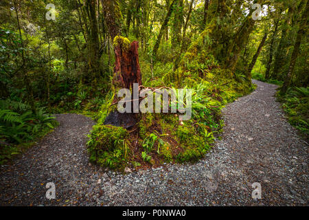 Anschluss am Lake Marian fallen in den Fiordland National Park, Milford Sound, Neuseeland Stockfoto