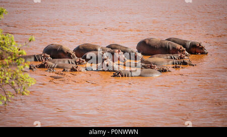 Gruppe von flusspferd (Hippopotamus amphibius) Baden in rot Galana River, einer von ihnen Gähnen. Tsavo Ost Nationalpark, Kenia Stockfoto