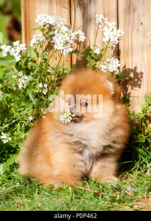 Pomeranian Hund Portrait im Garten Stockfoto