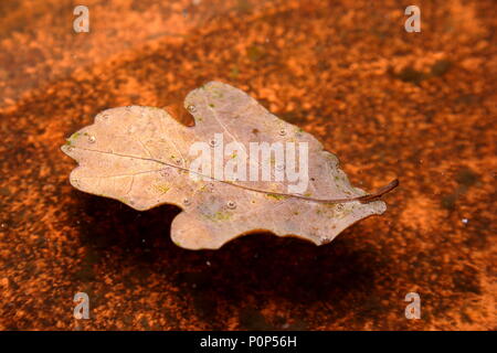 Ein trockenes Blatt schwimmend auf einem Gartenteich Stockfoto