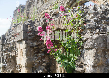 Baldrian wächst auf einer Burgmauer Stockfoto