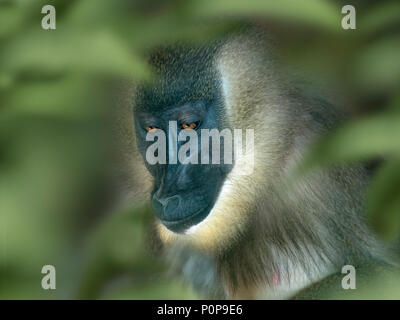 Erwachsene Frau Bohrer Mandrillus leucophaeus Stockfoto