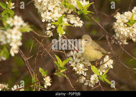 Warbler vorangegangen zu den nördlichen erreicht in den USA und Kanada können nur genossen werden, da sie, obwohl meine. Stockfoto