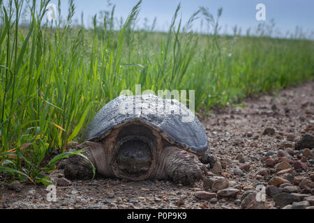 Große weibliche Snapping Turtle Grabungen bis der Kies an der Seite der Straße, Eier zu legen. Stockfoto