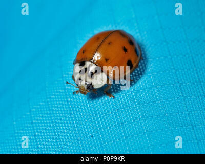 Asiatische ladybeetle (Harmonia axyridis) auf einem blauen Stoff, Nahaufnahme Stockfoto