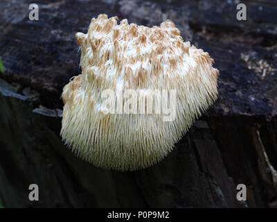 Hericium erinaceus - Lion's mane Pilz Stockfoto