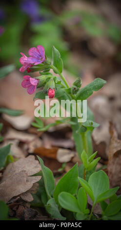 Rosa und blaue Blumen Unbefleckt lungenkraut oder Suffolk lungenkraut Pulmonaria obskura im Frühjahr Stockfoto