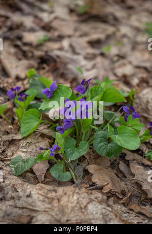 Frühling Natur gemeinsame Veilchen Hintergrund. Viola Odorata Blumen im Garten. Selektiver Fokus Stockfoto