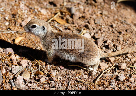 Weibliche Runde-tailed Erdhörnchen (xerospemuphilus tereticaudus), in der Arizona Sonora Wüste, aufmerksam und immer noch auf dem Trockenen Wüstenboden. Stockfoto