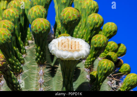 Eine einzelne weiße Blume blüht auf einem gigantischen Saguaro Kaktus (carnegiea gigantea) in Arizona Sonora Wüste. Dahinter sind Reihen von ungeöffneten Blüte Stockfoto