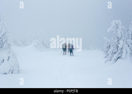 Bergsteiger mit Rucksäcke wandern in Gorgany Berge bei Blizzard Stockfoto