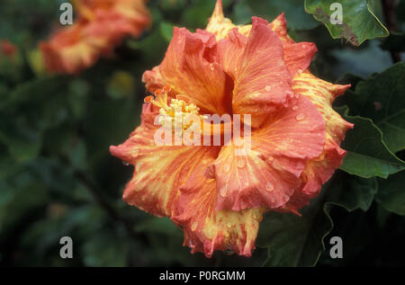ORANGE UND GELB Hibiscus rosa-sinensis mit REGENTROPFEN Stockfoto