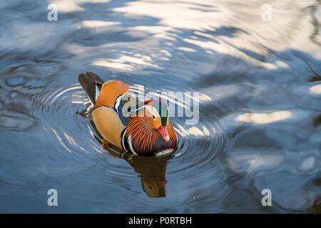 Closeup männliche Mandarinente Aix galericulata Schwimmen auf dem Wasser mit Spiegelung, ein schöner Vogel in freier Natur Stockfoto