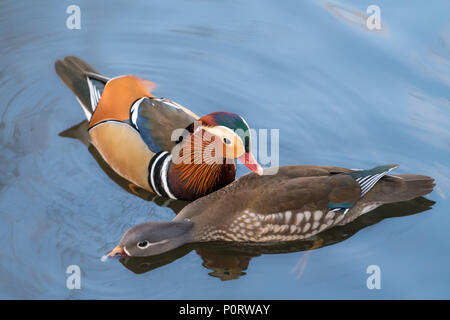 Closeup männliche Mandarinente Aix galericulata Schwimmen auf dem Wasser mit Spiegelung, ein schöner Vogel in freier Natur Stockfoto