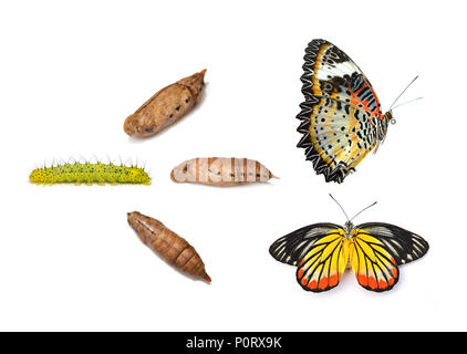 Monarch butterfly aus chrysalis, acht Stufen. Über einem weißen Hintergrund. Stockfoto